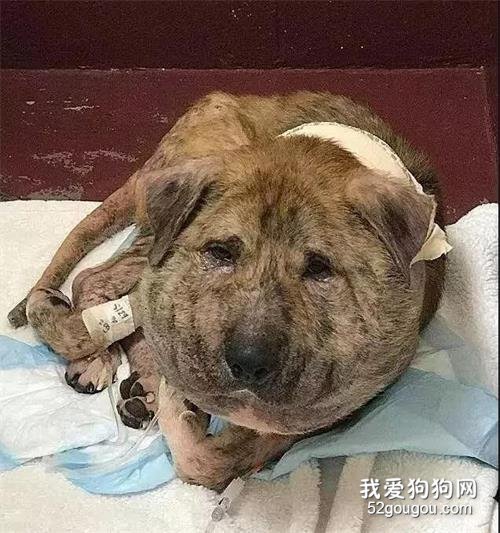 流浪狗被人打25抢,头部肿的像大饼,命垂一线之际...