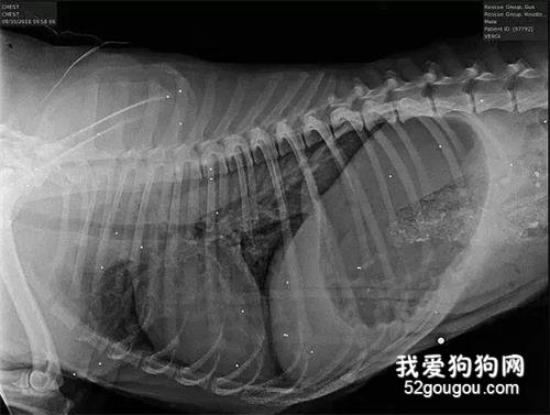 流浪狗被人打25抢,头部肿的像大饼,命垂一线之际...