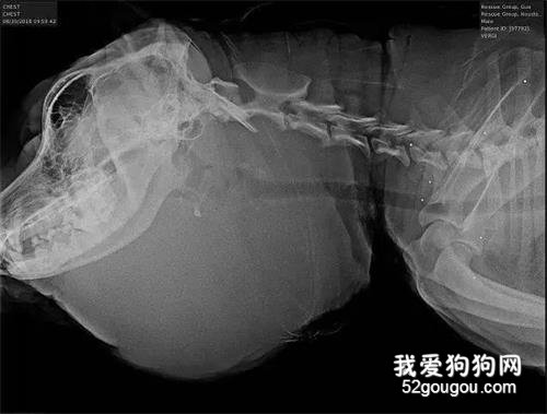 流浪狗被人打25抢,头部肿的像大饼,命垂一线之际...