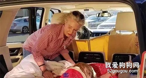 流浪狗被人打25抢,头部肿的像大饼,命垂一线之际...