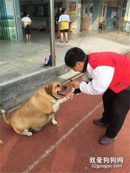 因为长的太可爱，流浪狗被学生喂成了一头“牛