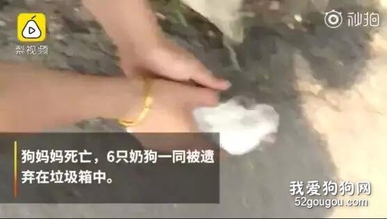 残忍！刚出生的小狗就被扔到垃圾桶，在死去的