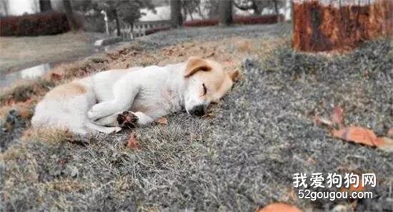 为什么狗狗临死之前，会选择离家出走？