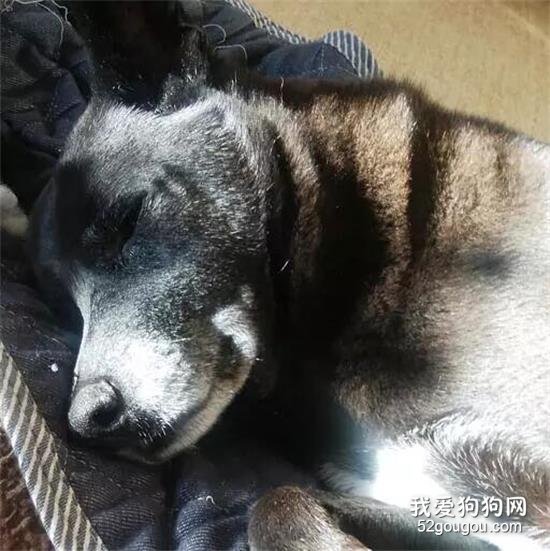 为什么狗狗临死之前，会选择离家出走？