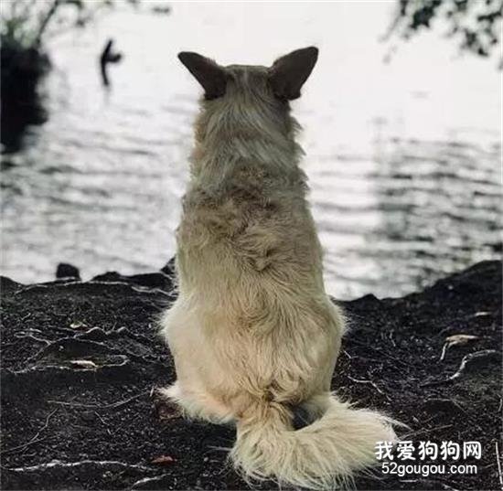 为什么狗狗临死之前，会选择离家出走？
