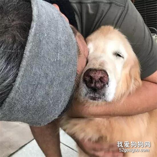 为什么狗狗临死之前，会选择离家出走？