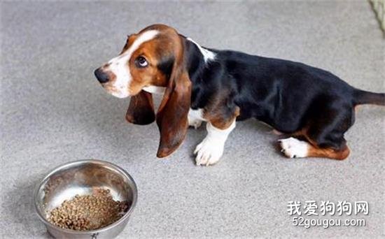 如何训练狗狗不吃陌生人食物