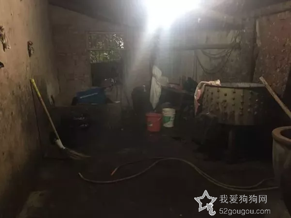 领养的狗狗忽然失踪，主人苦苦寻找，却发现它