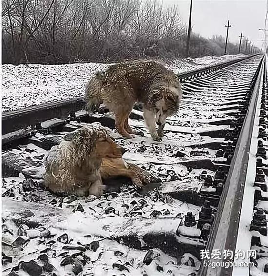 那只狗，谢谢你爱我！