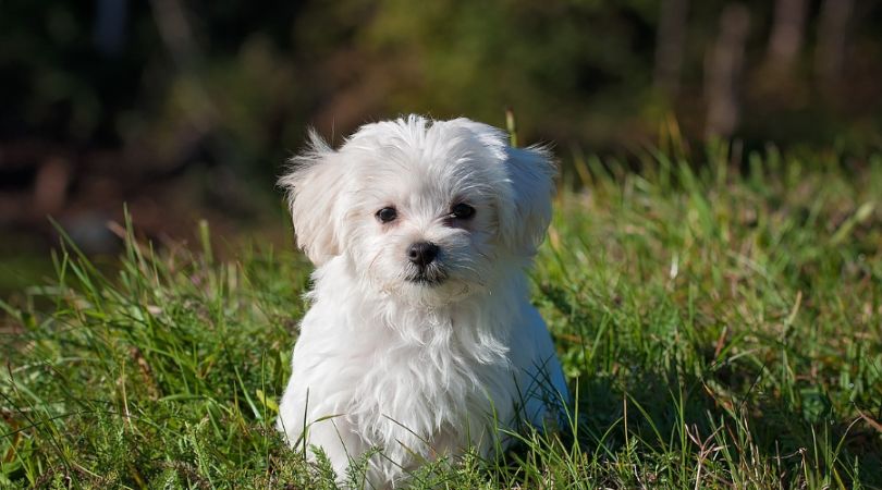 马尔济斯犬的美容秘诀和日常护理技巧