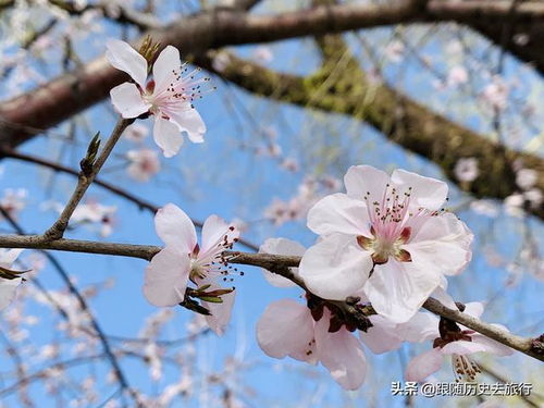 北京各大公园春日赏花图鉴_根本坐不住了！北京知名公园春游赏花图鉴上线