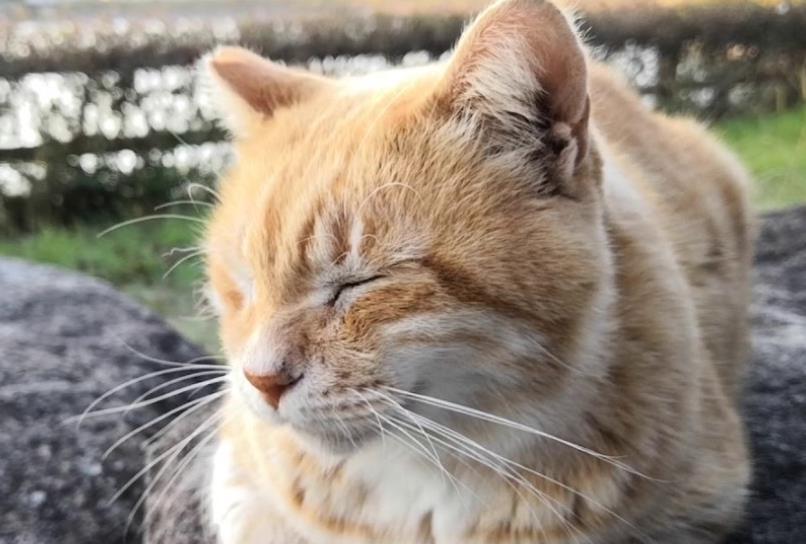 女子独自输液被陌生流浪猫照顾 全程陪伴在身边