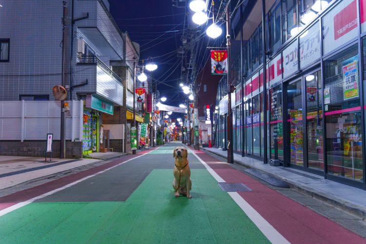 带你认识拉布拉多犬！推荐新人入手！