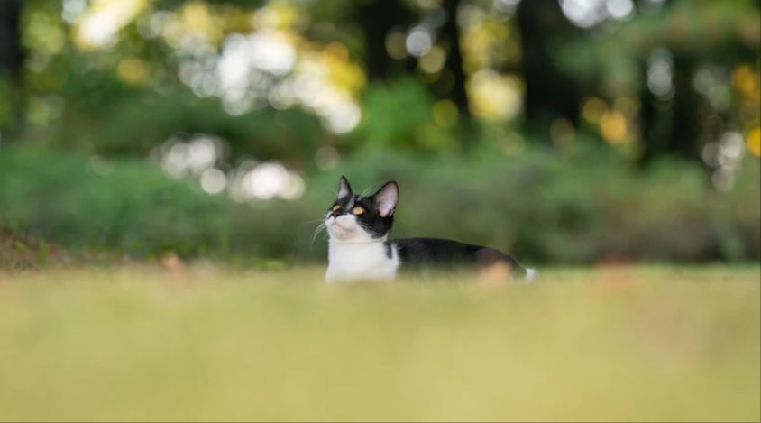 为什么我的猫什么都盯着看？在猫咪不安、茫然的目光中