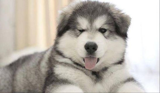 阿拉斯加犬成年后饭量会不会提升很大？