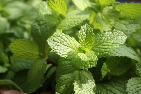 西餐十大香料：罗勒上榜，第七主要用在面点中
