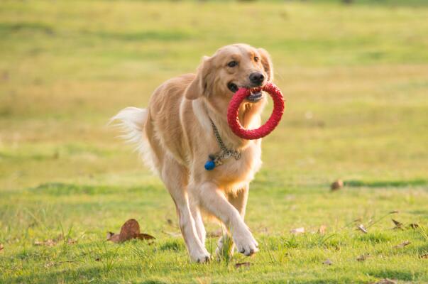 世界犬类忠诚度排名前十：杜宾犬上榜，第一是多种狗的总称