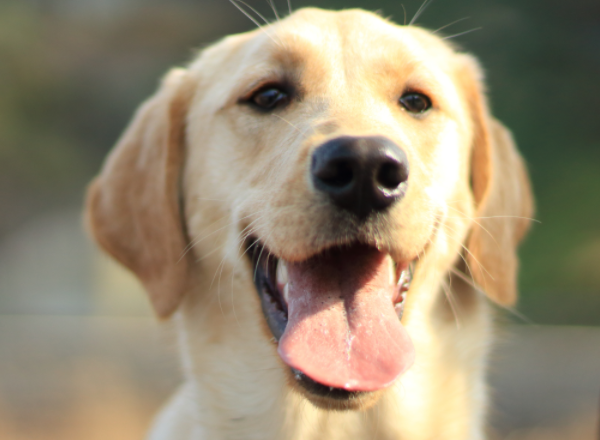 十大适合家养的大型犬图片：金毛边牧上榜，第五名听话又温顺
