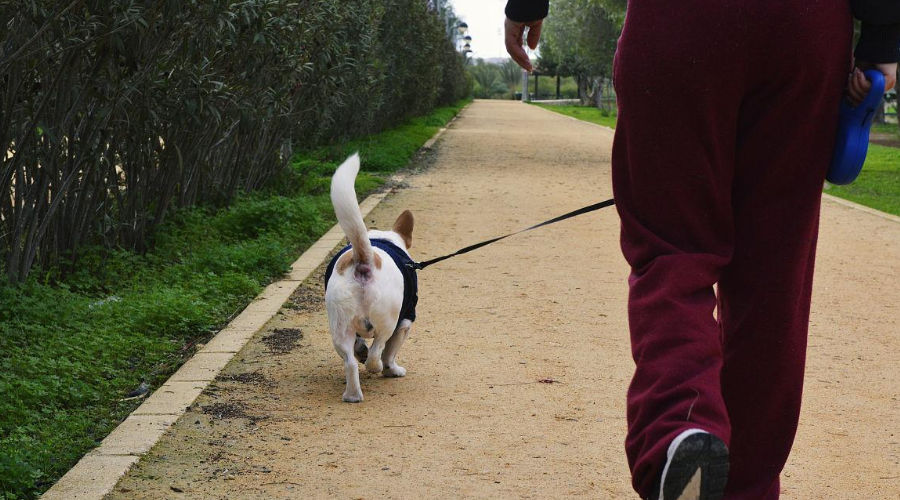 市人大代表提出议案，关注“遏制犬只伤人、文明养犬”