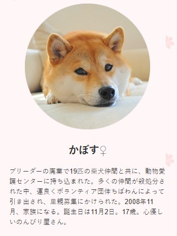 Doge表情包原型柴犬去世享年18岁 狗狗在汪星也会幸福的！