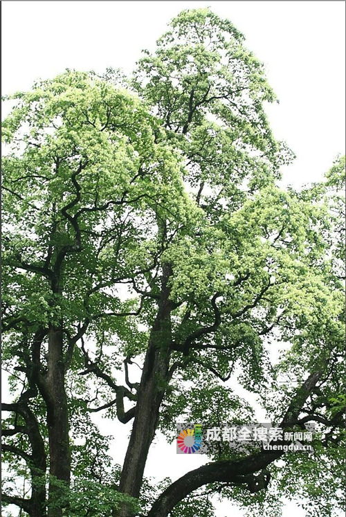 灵隐寺的七叶古树开花了_杭州灵隐寺600多岁七叶树开花了！花形像“宝塔”，你见过吗？