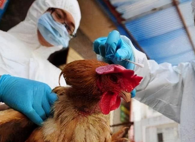 感染H5N2禽流感死亡 出现发烧呼吸急促症状