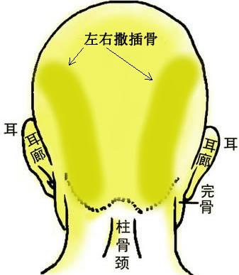 骨相图解：左右撒插骨