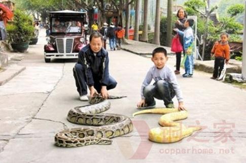 东莞遛蛇哥父子俩当街遛蟒蛇宠物引人围观