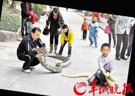 东莞遛蛇哥父子俩当街遛蟒蛇宠物引人围观