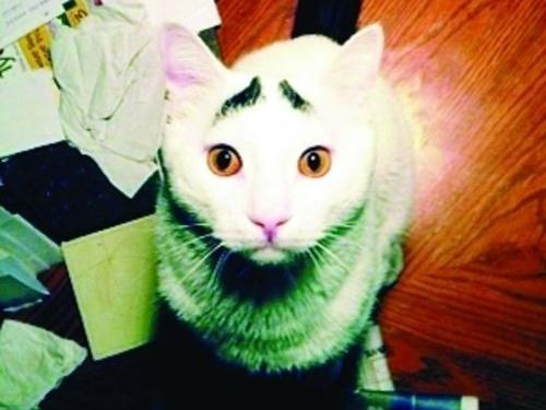 八字眉囧猫山姆爆红 囧猫愁眉苦脸卖萌囧照