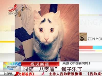 八字眉囧猫山姆爆红 囧猫愁眉苦脸卖萌囧照