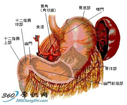 胃疼怎么办？治胃病的偏方