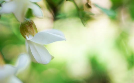 谷雨时节吃槐花 槐花的吃法