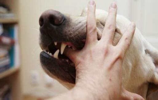 认识狂犬病 多一份认知就少点恐慌