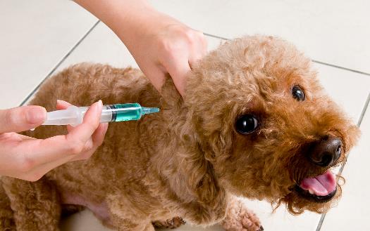 认识狂犬病 多一份认知就少点恐慌
