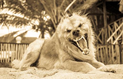 认识狂犬病 多一份认知就少点恐慌