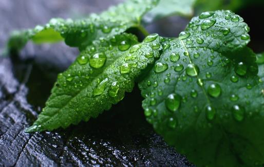 草药茶是非茶植物的混合物 草药茶保湿提供营养素