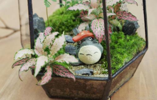 自己DIY苔藓微景观 苔藓微景观养护技巧