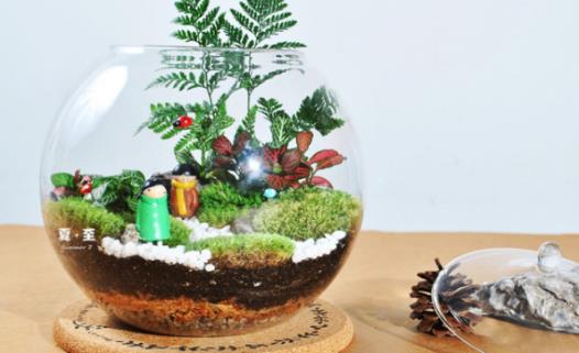 自己DIY苔藓微景观 苔藓微景观养护技巧