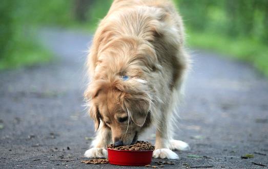 狗狗们挑食厌食的原因 避免狗挑食的解决方法