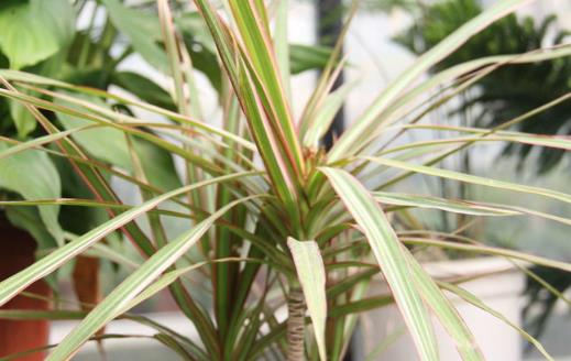 家里有异味 养这些不太起眼还能净化空气的绿色植物