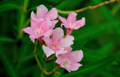 春天外出踏青注意事项 花草虽美小心有毒