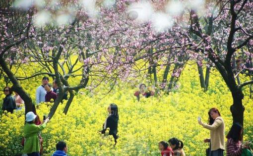 春天外出踏青注意事项 花草虽美小心有毒