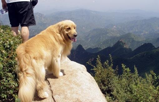 狗狗看上去奇怪的行为 其实是在表达对铲屎官的爱