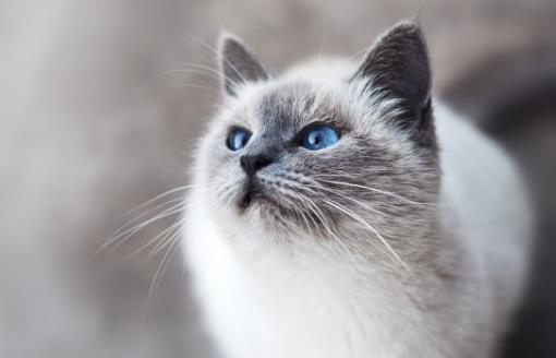 经常让猫咪误会的几个动作 翻肚向你不是要你摸
