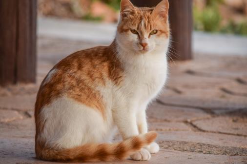 经常让猫咪误会的几个动作 翻肚向你不是要你摸