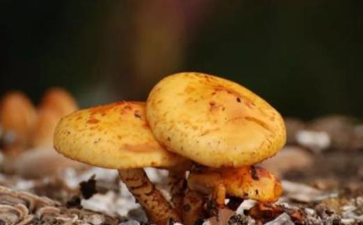 食物中毒病因 日常生活中防止食物中毒的方法