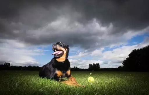 猛犬中的假货揭秘 猛犬中的三大护卫巨头