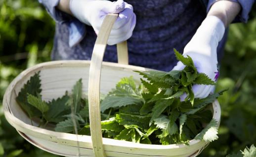 野菜纯天然营养价值药用价值高 各种野菜食谱推荐