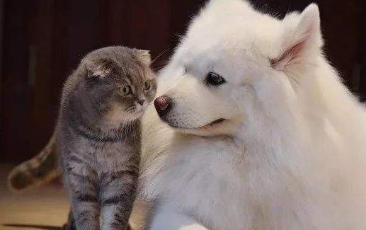 猫未必比狗聪明 猫表示智商测试跟我没关系